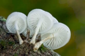 Porcelain Fungus