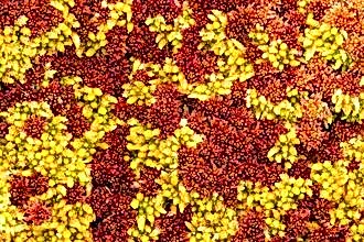 Sphagnum Moss
