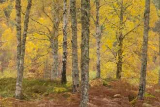 Silver Birch
