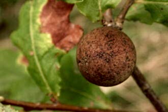 Oak Marble Gall Wasp