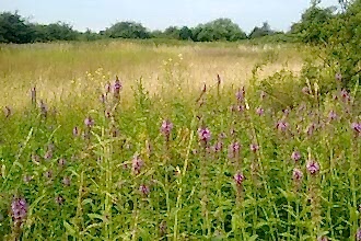 Yeading Brook Meadows