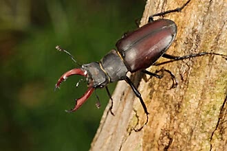 male stag beetle on tree branch