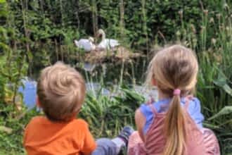 Two children looking at swans nest, surrounded by reeds, on the New River