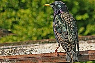 Starling perched at a feeder, The Wildlife Trusts