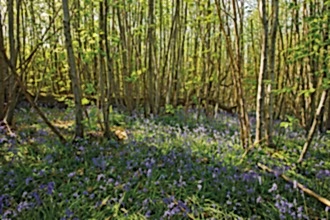 A sunny woodland with thin tree trunks and bluebells