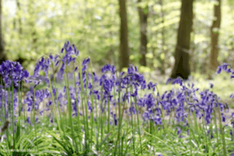 A carpet of bluebells amongst a brightly lit woodland area