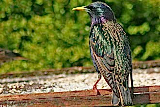 Starling perched at a feeder, The Wildlife Trusts