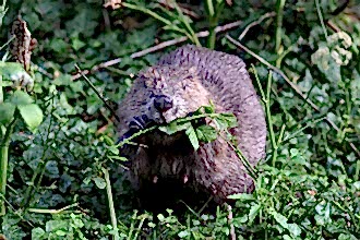 beaver wildlife trust