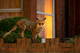 A red fox standing on a brick wall outside a house at night