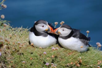 Pair of puffin mates The Wildlife Trusts
