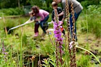 An image of a purple flower spike in the foreground with a family in the background.