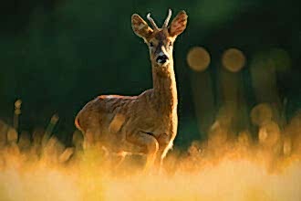 A male roe deer standing in vegetation