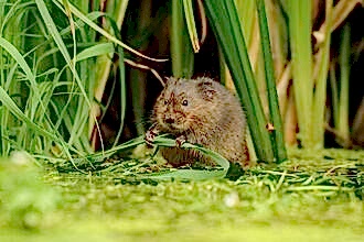 A water vole on the banks of a river