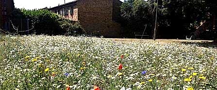 Natural Estates wildflower meadow