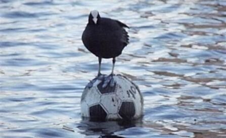 Football crazy
