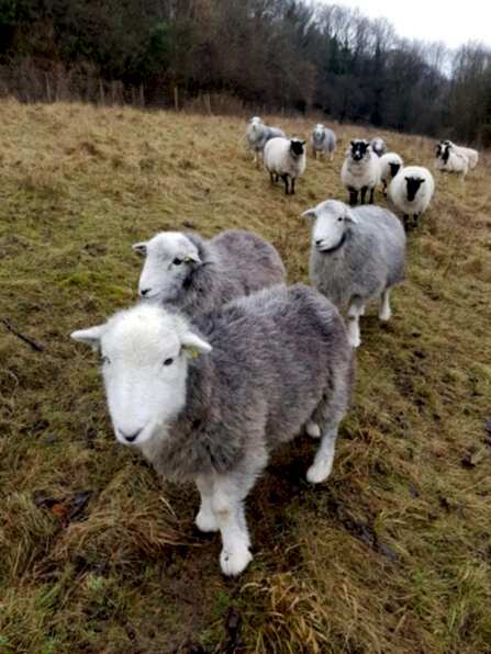 Grazing sheep