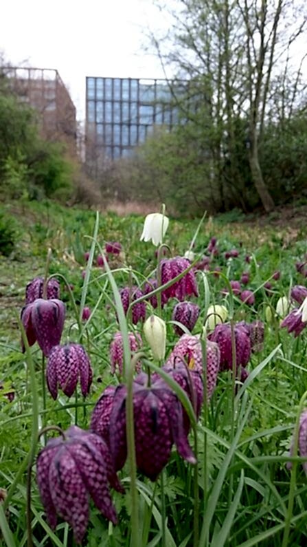 Snake's head fritillary at Camley Street