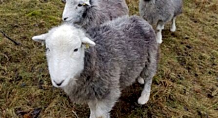 Sheep grazing at Saltbox Hill