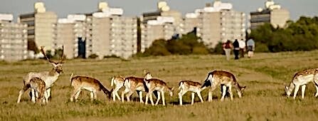 A herd of deer in front of tower blocks