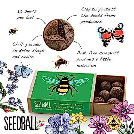 a diagram of how a seedball works with an image of a match box with small seedballs inside