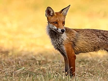 A fox stands in yellowed grass, looking to the right of the frame.