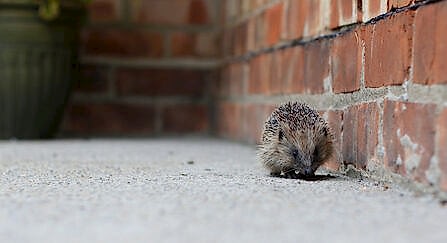 Hedgehog