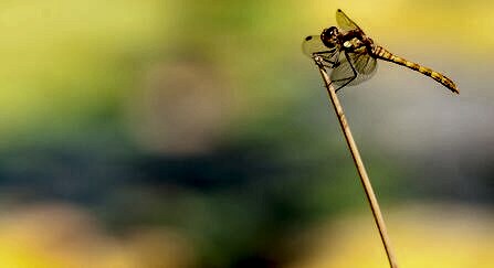 Common darter dragonfly