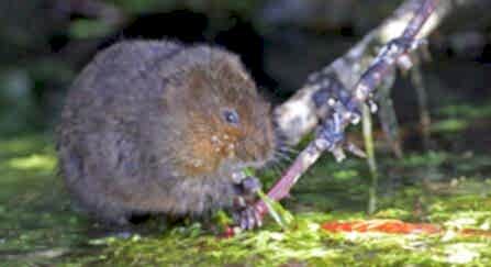 Water vole