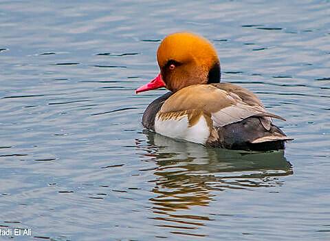 Red crested pochard