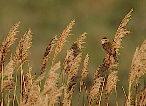 A sedge warbler perched on a reed in the reedbed